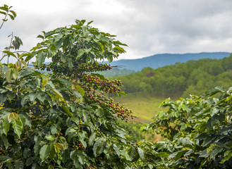 PAPUA NEW GUINEA 250G ZIARNO